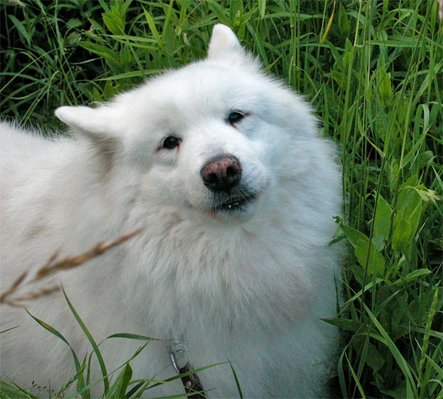 Anuschka vom Kleinen Hof. Samojede (Samojedskaja Sobaka). Zw&ouml;lf Jahre alt.