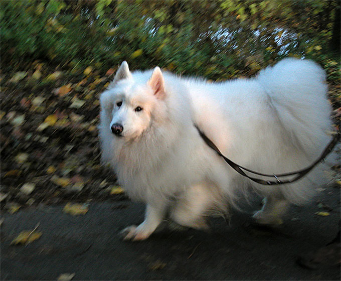 Anuschka vom Kleinen Hof. Samojede (Samojedskaja Sobaka). 14 Jahre alt.