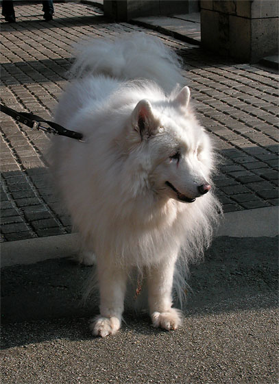 Anuschka vom Kleinen Hof. Samojede (Samojedskaja Sobaka). 14 Jahre alt.
