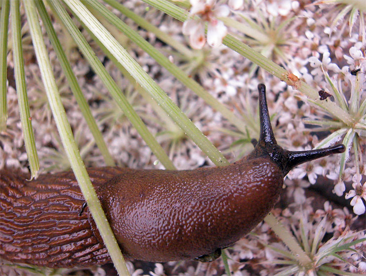 Nacktschnecke am Morgen 