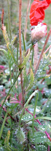  Mohn nach Regen 