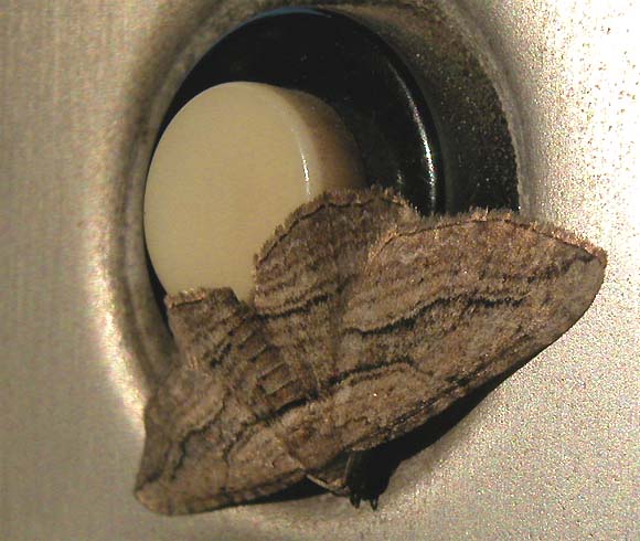Nachtfalter ruht auf dem Klingelknopf