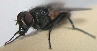 Stubenfliege 