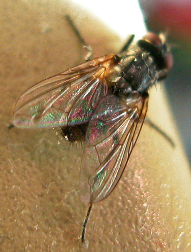 Stubenfliege 