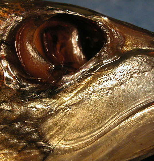 Fisch, e&szlig;fertig