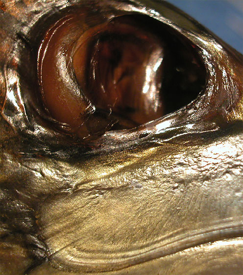 Fisch, e&szlig;fertig