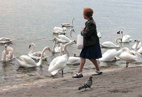 Schw&auml;ne, Mensch