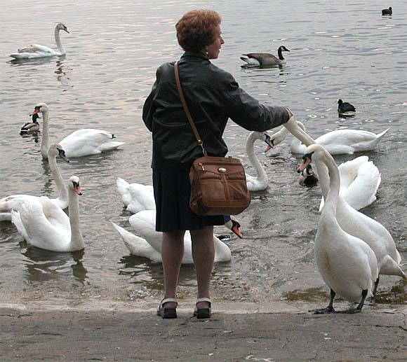 Schw&auml;ne, Mensch