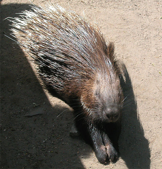 Tierpark Berlin-Friedrichsfelde: schlafendes Stachelschwein