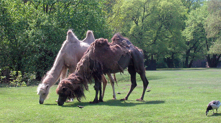 Tierpark Berlin-Friedrichsfelde: Trampeltier (Zweih&ouml;ckriges Kamel)