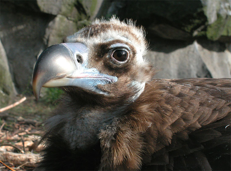 Tierpark Berlin-Friedrichsfelde: unbekannter Vogel