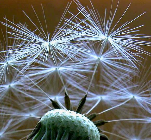 L&ouml;wenzahn (Pusteblume) - oder Wunderkerze aus der Bl&uuml;te?