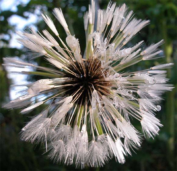 L&ouml;wenzahn (Pusteblume): Bl&uuml;te, na�