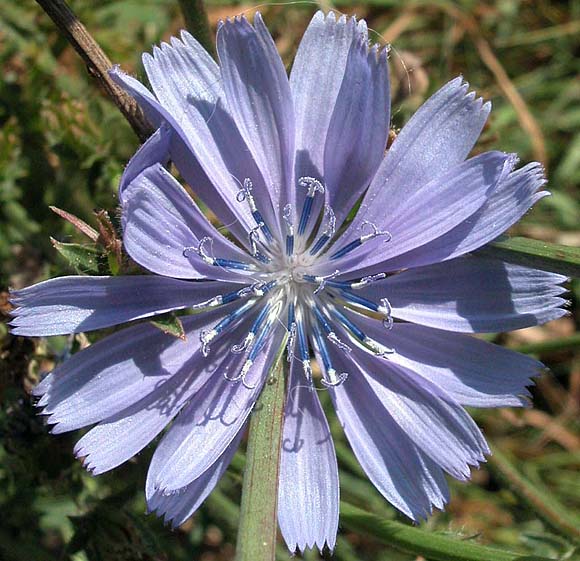Bl&uuml;te (Kornblume?)