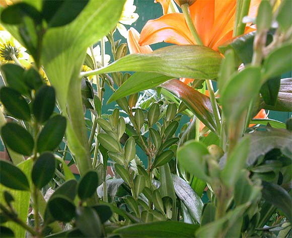 Im Blumenstrau&szlig;