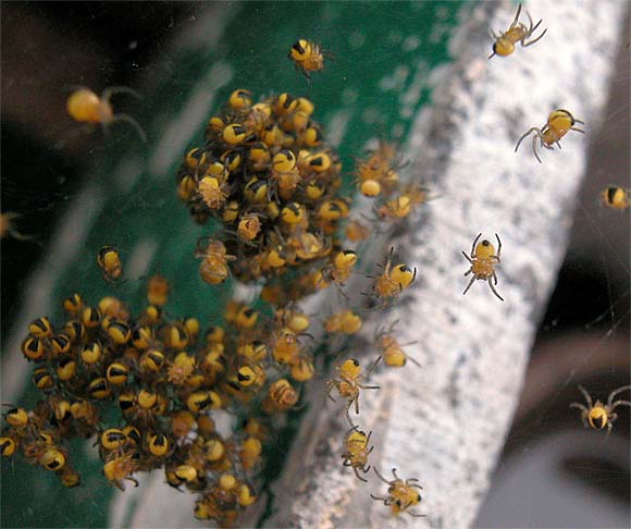Spinnennest, vermutlich Kreuzspinnen
