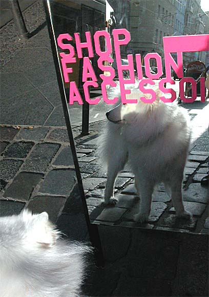  Der Samojede ist sch&ouml;n. Ohne Fashion-Accessoires.