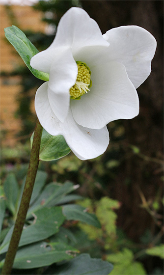 Christrose, Bl&uuml;te