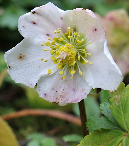 Christrose, Bl&uuml;te