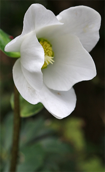 Christrose, Bl&uuml;te