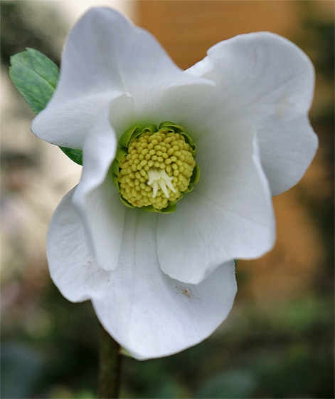 Christrose, Bl&uuml;te