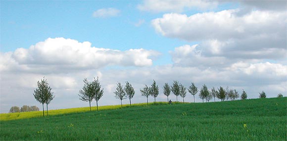 Berlin-Pankow, Ortsteil Blankenburg, Rapsfeld am Blankenburger Pflasterweg