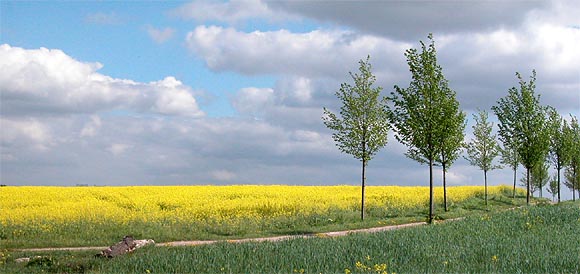 Berlin-Pankow, Ortsteil Blankenburg, Rapsfeld am Blankenburger Pflasterweg