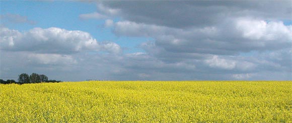 Berlin-Pankow, Ortsteil Blankenburg, Rapsfeld am Blankenburger Pflasterweg