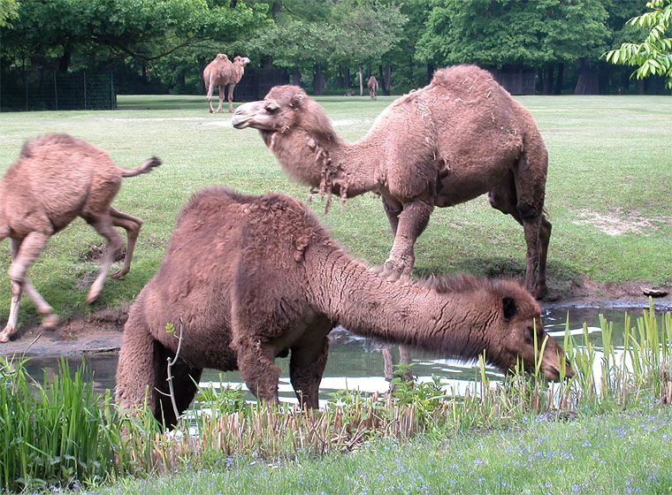 Tierpark Berlin-Friedrichsfelde: Dromedare