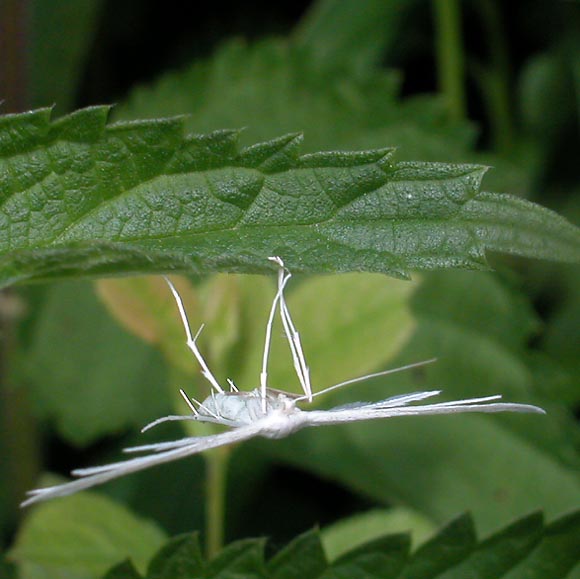 Schlehenfedergeistchen: Pterophorus pentadactylus (Linnaeus, 1758), White Plume Moth