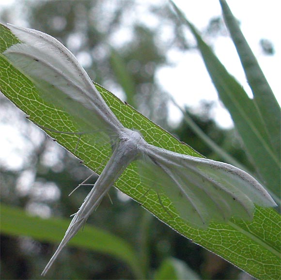 Schlehenfedergeistchen: Pterophorus pentadactylus (Linnaeus, 1758), White Plume Moth
