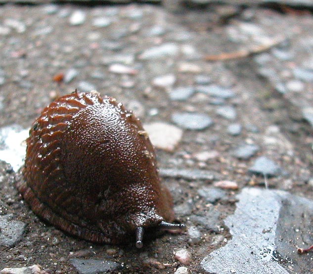 Nacktschnecke (Große Wegschnecke)