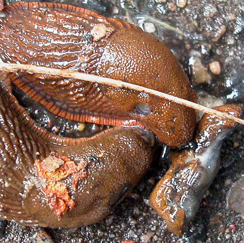 Nacktschnecken fressen tote Nacktschnecke