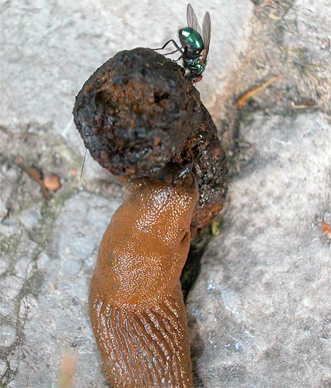 Nacktschnecke  (Große Wegschnecke) frißt Hundekot