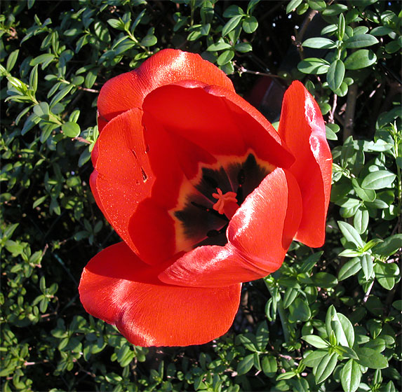 Tulpenbl&uuml;te