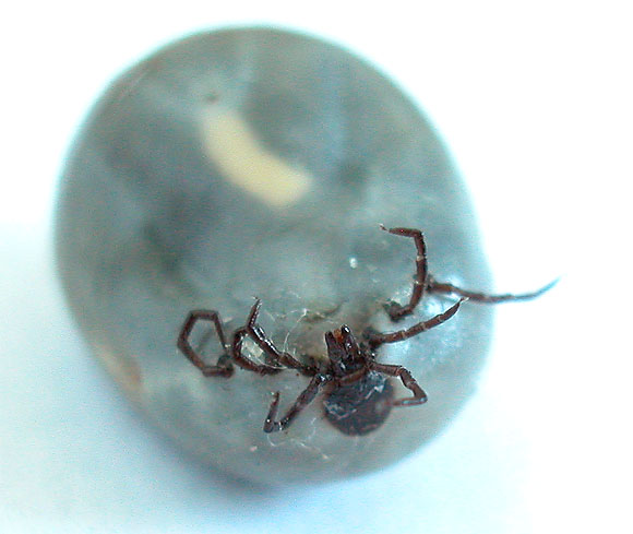 Zecke, von unten photographiert. Wiss.: Ixodida 