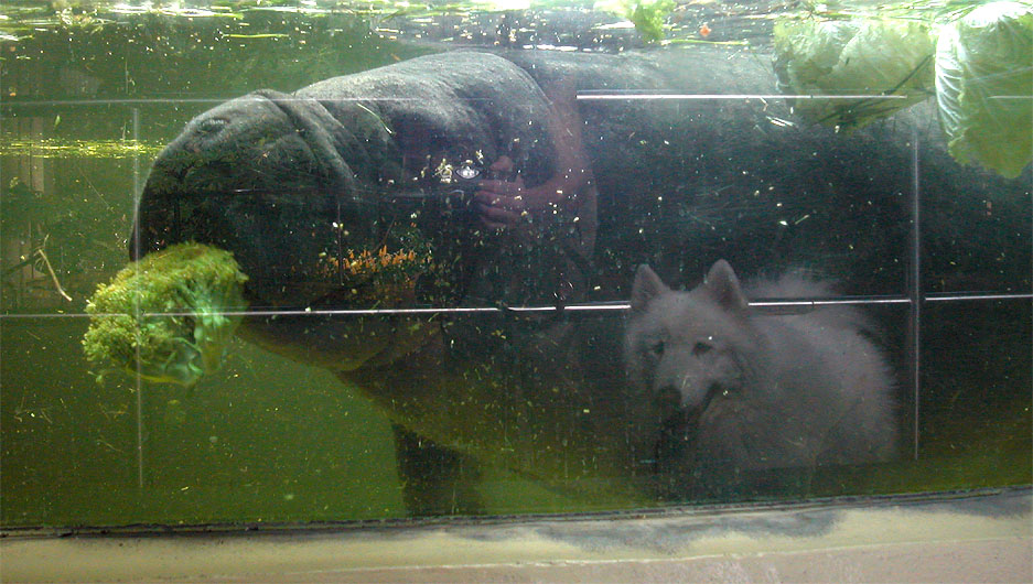 Tierpark Berlin-Friedrichsfelde: Seekuh und Samojede (futterneidisch)