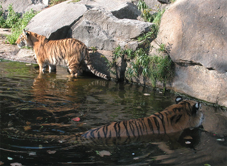 Tierpark Berlin-Friedrichsfelde: Tiger im Freigehege mit Badem&ouml;glichkeit 