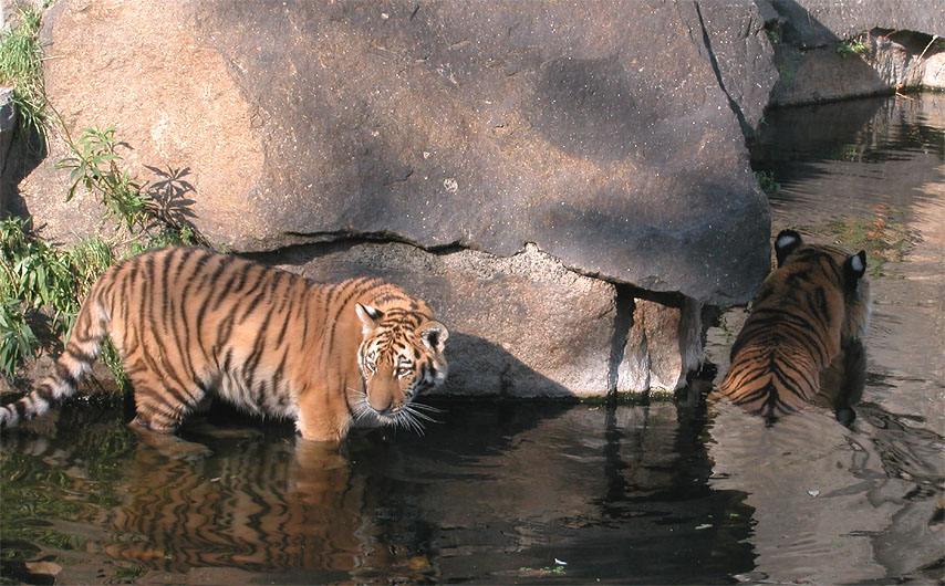 Tierpark Berlin-Friedrichsfelde: Tiger im Freigehege mit Badem&ouml;glichkeit 