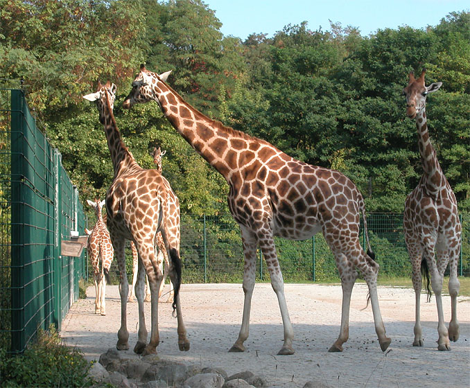 Tierpark Berlin-Friedrichsfelde: Giraffen