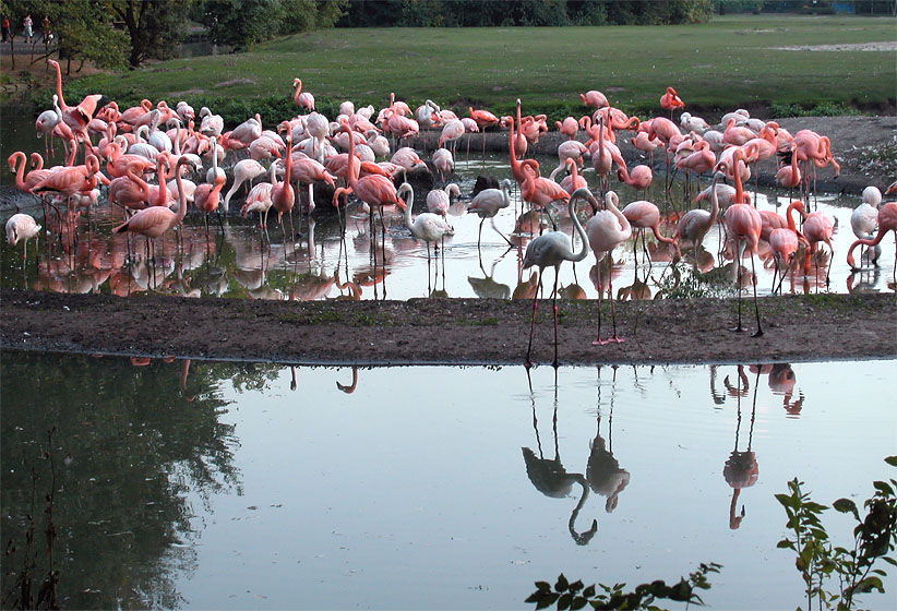 Tierpark Berlin-Friedrichsfelde: Flamingos