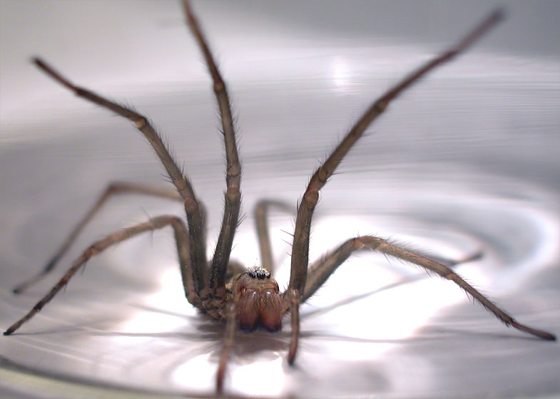Spinne