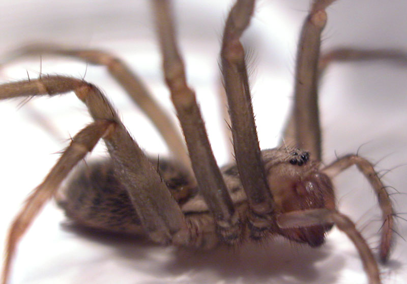 Spinne