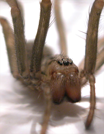 Spinne