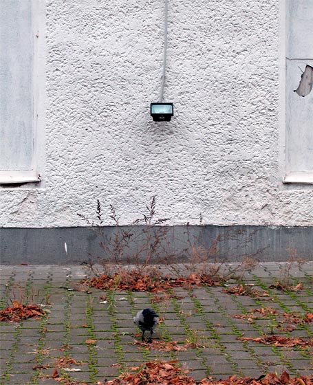 Trostlos. Kr&auml;he vor Wand.