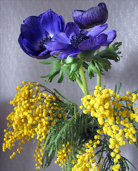 Blumenstrau&szlig;. Ginster, gelb, und Anemonen