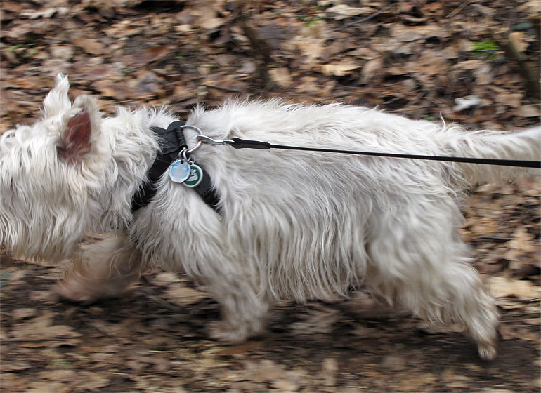 Hund.