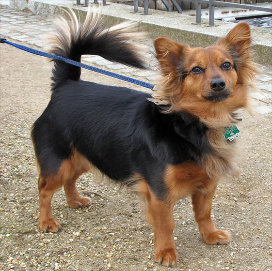 Hund.