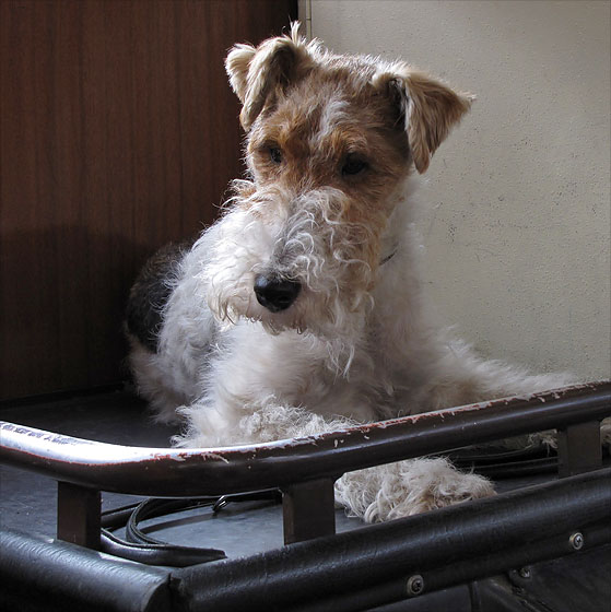Hund.