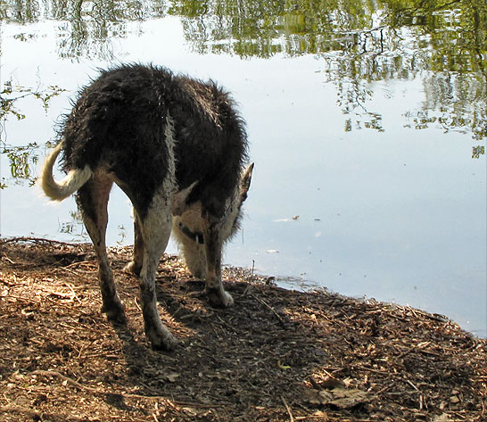 Hund.